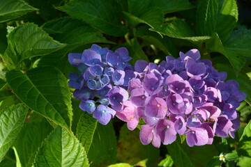 Pink and purple hydrangea flowers and green leaves in the garden