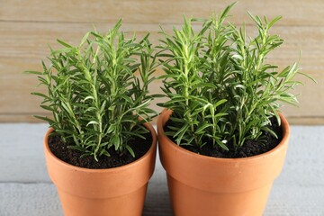 Rosemary plants growing in pots on grey table, closeup. Aromatic herb