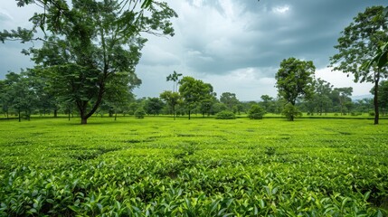 The lush green tea plantations of Assam, with blank space for text on the right.