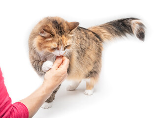Happy cat eating treat from owners hand. Full body of cute kitty holding with paw the hand of the...
