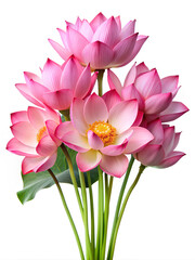 Fototapeta premium Beautiful pink lotus flower bouquet isolated on white background