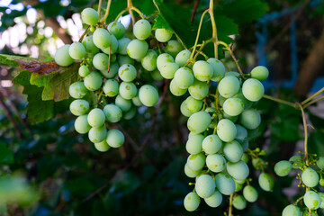 Two bunches of green ripening grapes