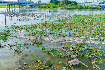 Duck farm.
Poultry farm for meat production. The surroundings of Nha Trang city in Vietnam. 
