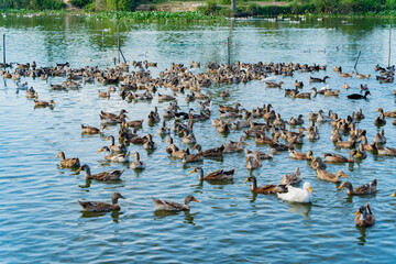 Duck farm.
Poultry farm for meat production. The surroundings of Nha Trang city in Vietnam. 