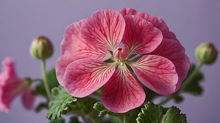 A Bright Pink Geranium Bloom On A Soft Lavender Backdr