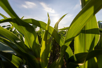 a field with green corn foliage in the summer sunset
