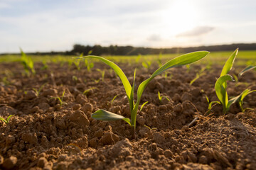 a field with a corn harvest in the evening