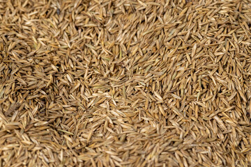 mixed seeds of perennial and annual grass for lawn