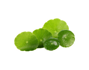 Group of Gotu kola (Centella asiatica) leaves transparent png