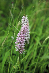 Macro image of a Common Spotted Orchid plant, Derbyshire England

