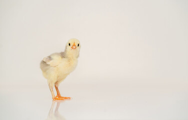 Cute little chicken