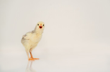Cute little chicken