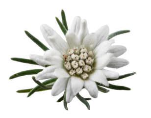 Blume Edelweiß, isoliert auf weißen Hintergrund, Freisteller, Transparent 
