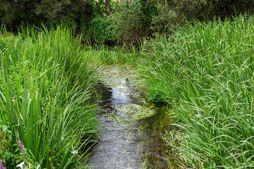 Un arroyo rodeado de vegetación.