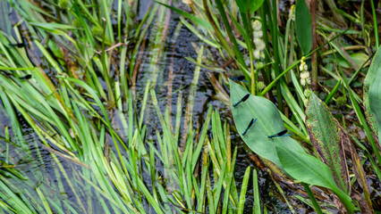 Varias libélulas posadas sobre una hoja sobre un pequeño río