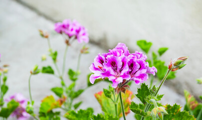Hermosa planta con ramas verdes y flores rosadas y blancas.