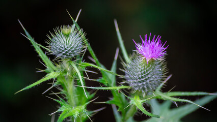 Cardos con fondo oscuro