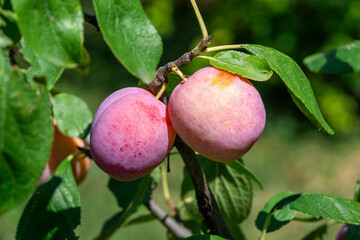 Close up of ripe plum fruits  of the variety 