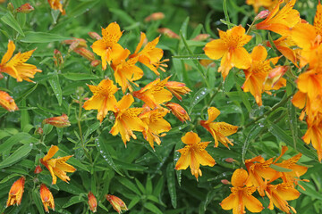 Peruvian lily blooms covered in rain drops, Derbyshire England
