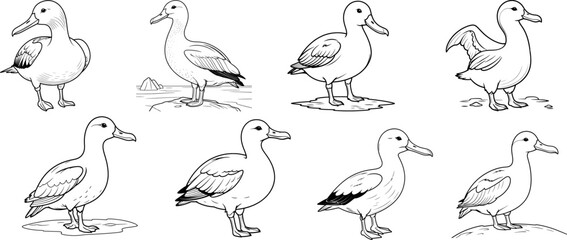 Wandering Albatross bird hand drawing coloring page and outline vector design