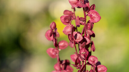 A red flower with green leaves