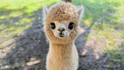 Flauschiges Baby Alpaka mit großen Augen