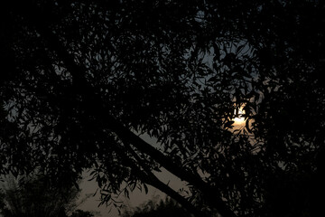 Looking up through trees at the sunset, beautiful seen