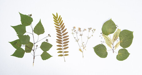Collection of dried plants, herbarium, white background, top view