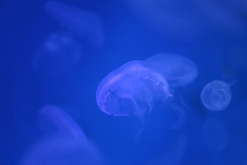 Small jellyfish or medusa of  bright blue color.