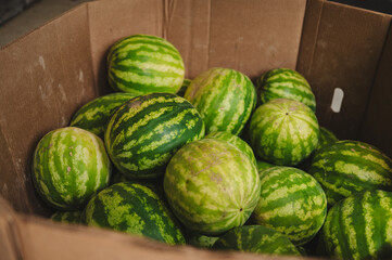 Watermelon Pattern and Texture from the field