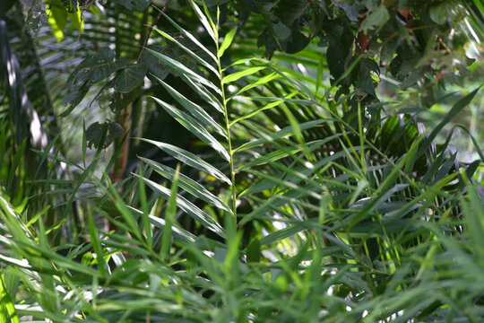 Top leaves of the rattan tree or Calameae tree in the tropical forest garden.