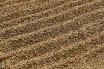 Rice grains scattered on the ground.