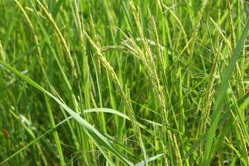 Green rice plants are about to sprout ears.