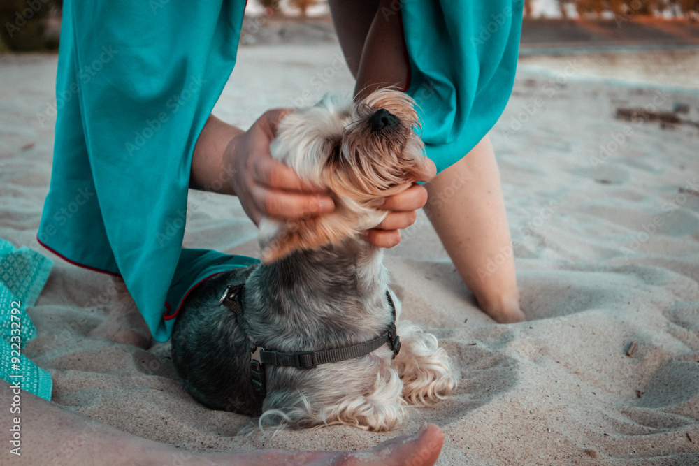 Wall mural A small groomed Yorkshire terrier dog sits on a sandy Woman stroking her head, playing with a small pretty brown pedigree Yorkshire terrier dog at the seaside in summer. 