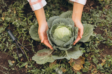 Gardener Harvesting Fresh Cabbage in a Lush Green Vegetable Garden on a Sunny Day