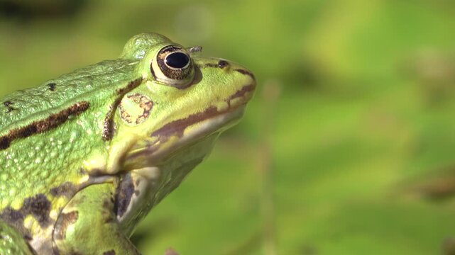 Sitzender, gr&uuml;ner Wasserfrosch, Teichfrosch am Teich, Rana esculenta, Close-up