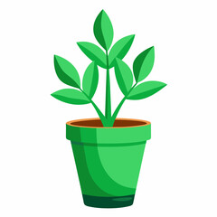 Green Plant potted in a plastic pot on white background