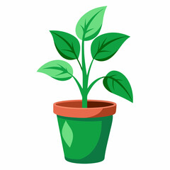Green Plant potted in a plastic pot on white background