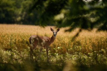 Deer in field