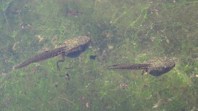 Kaulquappen von Knoblauchkr&ouml;te im Teich, Froschlurch, Pelobates fuscus