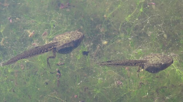 Kaulquappen von Knoblauchkr&ouml;te im Teich, Froschlurch, Pelobates fuscus