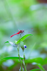 アカトンボとツユクサ