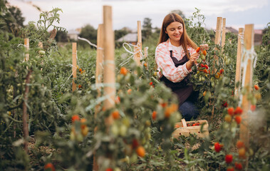 Young Woman Harvesting Fresh Ripe Tomatoes in Vibrant Vegetable Garden on a Sunny Day