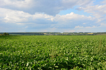 a field of corn with a blue sky and clouds in the background