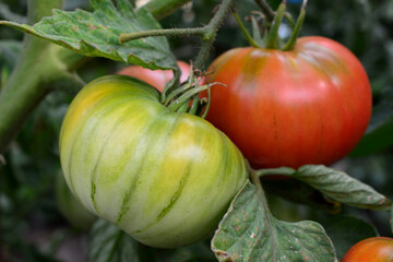 a tomato plant with a green tomato on it close up 