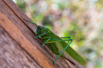 Grashüpfer auf einem Hauklotz
