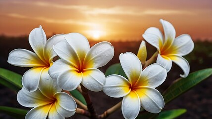 White Plumeria Flower On A Gradient Sunset Backdrop