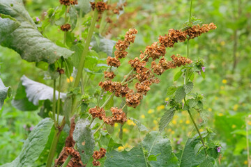 Cottage garden. Rumex confertus grows in meadow. Cultivated plants. Garden in summer morning.