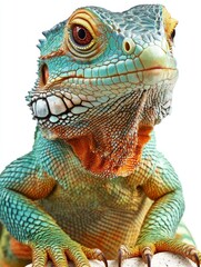Close-up Portrait of a Green Iguana