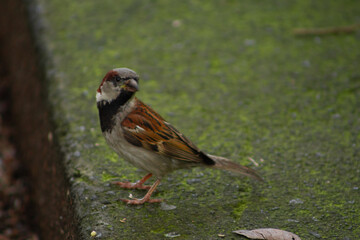 Ave o pajaro